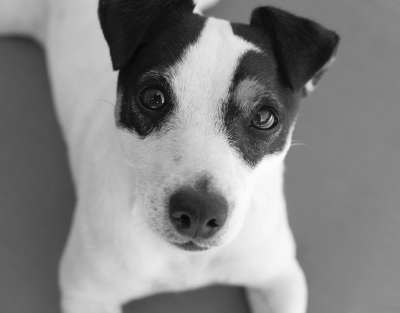 杰克罗素 狗 可爱 动物 梗犬 杰克 罗素 看 小狗 犬类