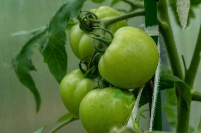 番茄 绿色西红柿 蔬菜 营养 健康 新鲜的 叶子 维生素 原材料