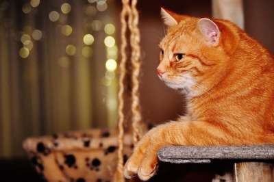 猫 宿醉 红色的 乐趣 可爱的 鲭鱼 老虎 舒适 动物 家猫