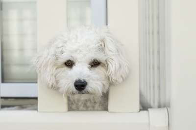 狗 伤心 脸 悲伤的狗 宠物 动物 犬类 眼睛 白色的 孤独
