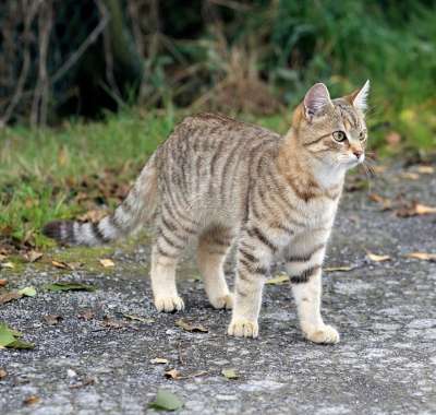 猫 宿醉 幼兽 细心 家猫 猫科 鲭鱼 自豪地 诚信