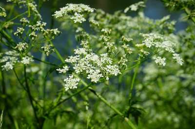 草甸山萝卜 开花 白色的 峨 Chaerophyllum 恩
