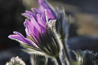 白蜡花 气味 毛茸茸的 白头翁 紫色 人类发展报告 》 植物 图