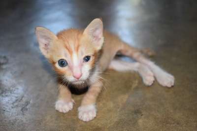小猫 可怜 猫老虎条纹 橘猫