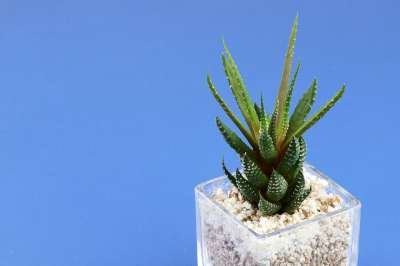 盆栽的植物 背景 植物 绿色 靠近 叶子 迷你工厂 多肉植物
