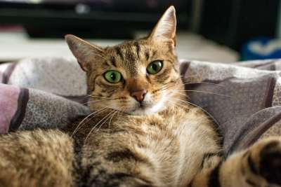 猫 达乔维茨 梦 Szarobury 小猫 年轻的小猫 宠物