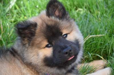 狗 年轻的狗 小狗 狗Eurasier 婊子Rivageblue 可爱