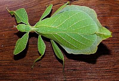 散步的蟑螂 绿色 小动物 Phylliinae 鬼昆虫 螽斯