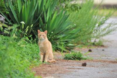 猫 动物 毛皮 老虎 危险 草 猫和 可爱的 狮子 山猫
