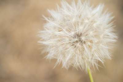 蒲公英 草地 盛开 白色的 春天 花 自然 草 场地 工厂