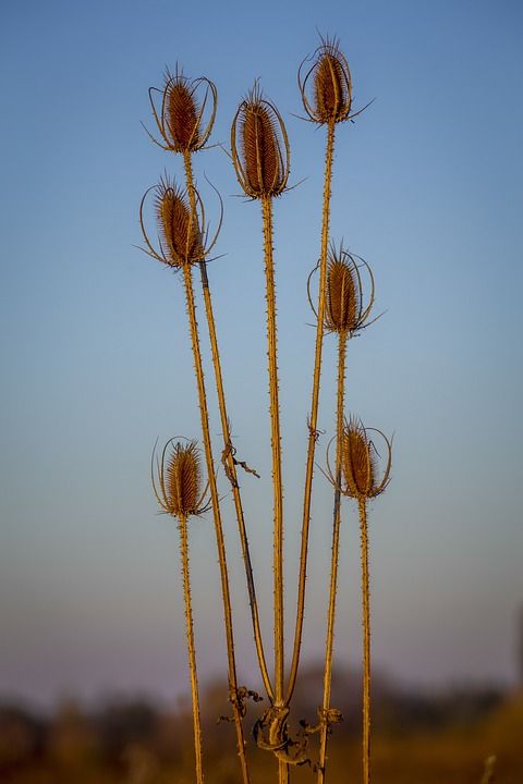 球老虎 秋季 植物 花序 干 黄色 干燥 热情地 夏天