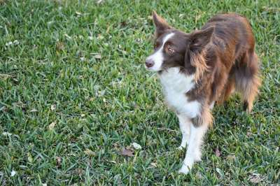 边境牧羊犬 狗 草地 草 动物 工作犬 宠物 犬类 哺乳动物