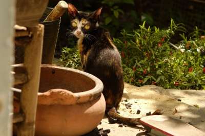 猫 动物 宠物 老虎 自然 野猫 眼睛 基蒂 友谊 棕色的老虎