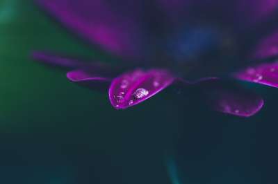 雨滴 雨 降低 花 植物群 开花 植物 自然 情绪 黑暗的