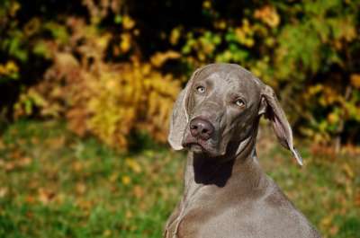 狗 犬只 户外 犬类 动物 宠物 后院