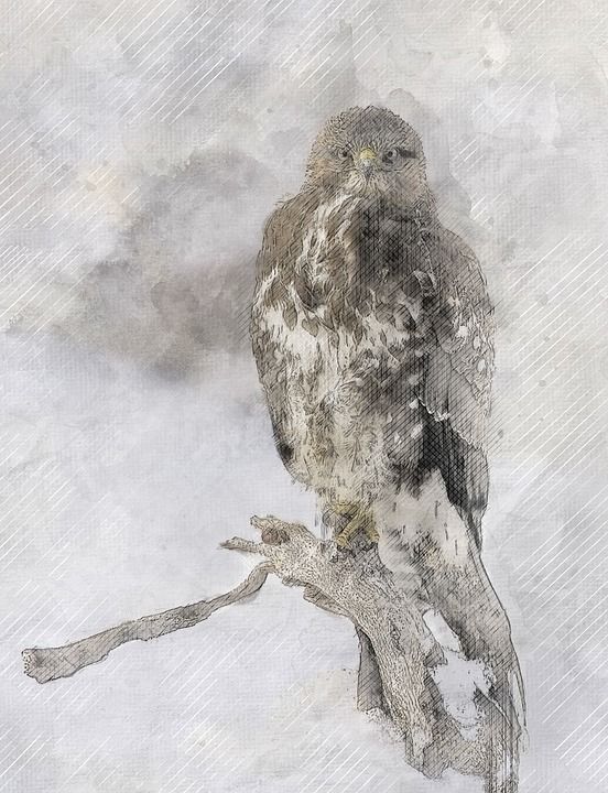 秃鹰 鸟 布特奥布特奥 冬天 自然 捕食者 雪 树干 枝杈