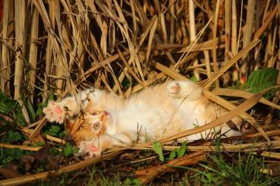 小猫 猫 猫宝宝 俏皮的 红虎斑 草 落下 草地