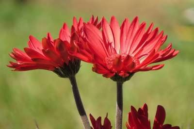 大自然壁纸 自然壁纸 高清壁纸 雏菊 花朵 红色花 自然 墙纸