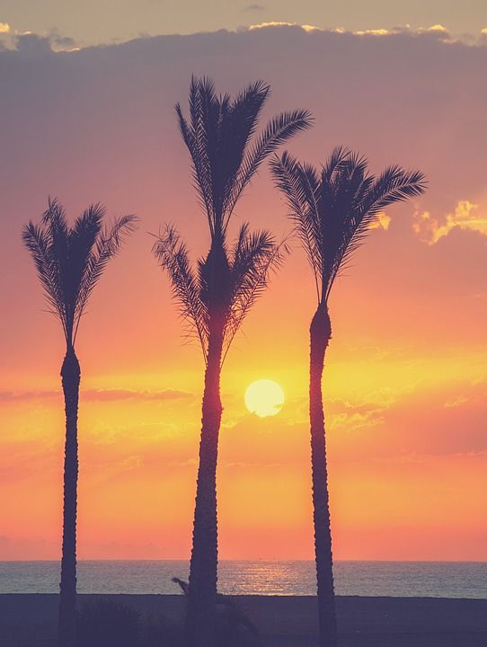景观 日出 手掌 海 太阳 云 亲爱的 海滩