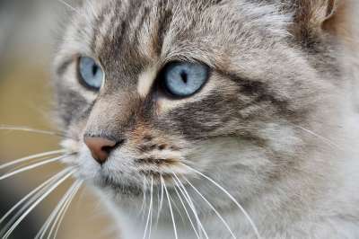 猫 猫科动物 肖像猫 猫蓝色的眼睛 猫Nala 欧洲猫 小猫 女性