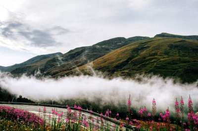云 多雾路段 山 自然 花朵 景观