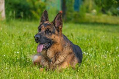 德国牧羊犬 狗 草地 宠物 动物 家犬 犬类 哺乳动物 可爱的