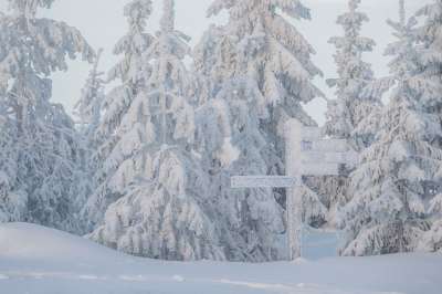 雪 树木 街道路标 降雪 下雪 霜 针叶树 针叶 针叶林
