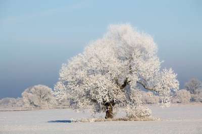 树 冬天的印象 冬季景观 雪 寒冷的 冬天 冬季魔法 下雪的