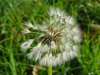 蒲公英 狮子牙 花 种子 自然 花园