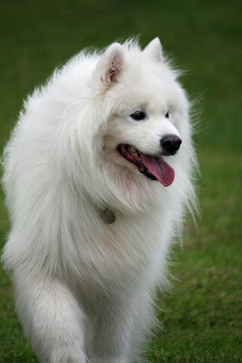 狗 这只狗 犬类 宠物 品种 动物 毛茸茸的 毛皮 美丽的