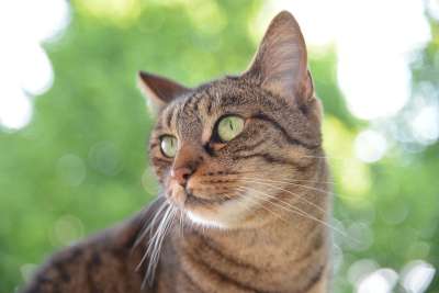 猫 家猫 猫脸