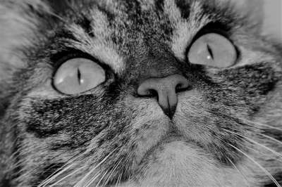 猫 家畜 动物 大花猫 家猫 猫眼 小胡子 猫脸 关闭