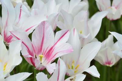 郁金香 花 橙色的 节日 植物 鲜花 花瓣 白 公园 花园
