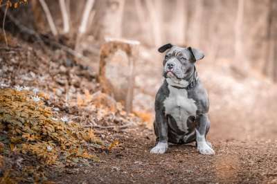 斯塔福德郡斗牛犬 狗 宠物 动物 国内的 犬类 哺乳动物 自然
