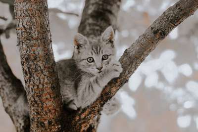 猫 宠物 动物 小猫 基蒂 棕色的宠物