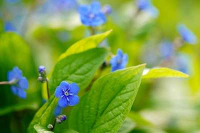 别忘了我 花 树叶 蓝花 芽 春天的花朵 野花 春天 盛开