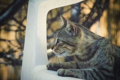 猫咪 老虎 动物 捕食者 毛皮 猫 动物医院 哺乳动物 肉食的