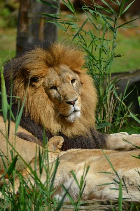 狮子 鬃毛 大猫 男性 捕食者 动物园 狮子的鬃毛 王 自豪地