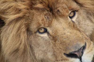 狮子 动物 哺乳动物 头 眼睛 鬃毛 大猫 野生动物 动物群
