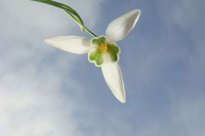 鲜花 雪花莲 春天 花球茎 花园