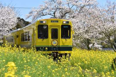 Japan Train 日本 火车 旅行 Flowers