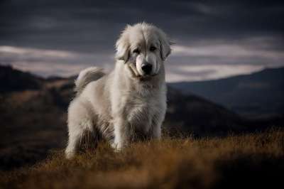 比利牛斯山犬 保安犬 动物 狗 犬 牧群守卫 自然 全景 山