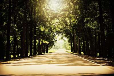 街道 树木 分行 树叶 高速公路 风景 旅行