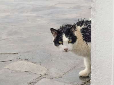 猫 迷路 湿的 下雨天 可疑的 看着 动物 灰猫 灰色的动物