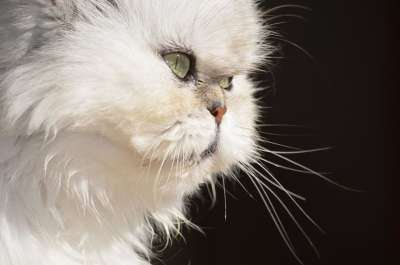 猫 蓬松的 波斯猫 动物 猫 波斯猫 波斯猫 波斯猫 波斯猫