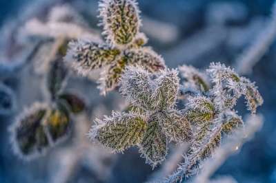 树叶 植物 霜 冰 冻结 冬天 寒冷的 雪 自然 特写 树叶
