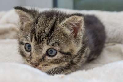 猫 小猫 家畜 动物 毛皮 国内的 家猫 猫肖像 野生动物