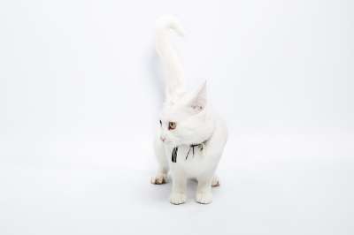 可爱的 动物 猫 兔子 毛绒 宠物 桌面 Negócio