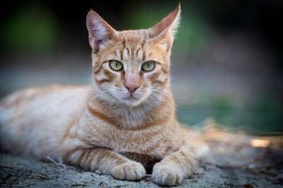 猫 红色宿醉 家畜 自豪地