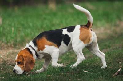 比格犬 狗 猎犬